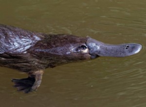 Maken vogelbekdieren geweldige huisdieren? (wettigheid, ethiek en meer)