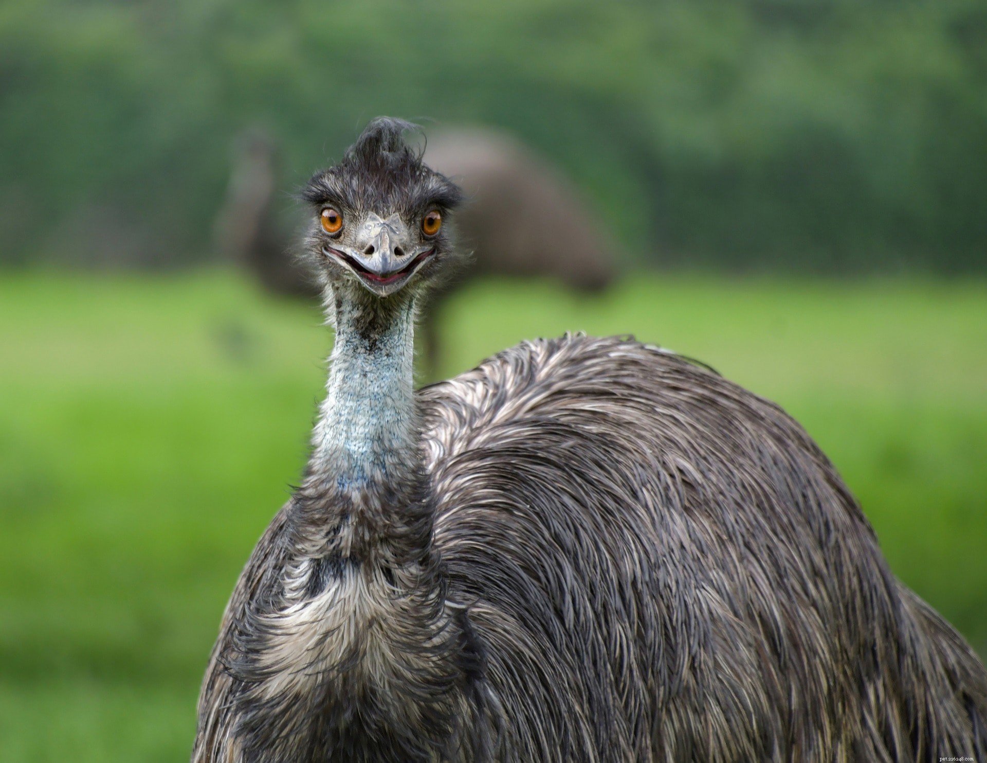 Co jedí Emus?