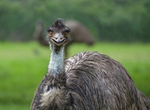 Co jedí Emus?