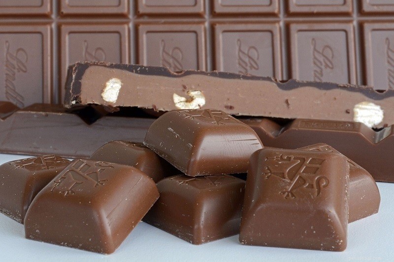 Mohou krysy jíst čokoládu? Co potřebujete vědět!