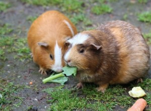 Zijn cavia s goede huisdieren?