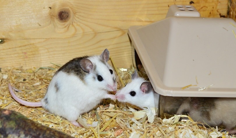 Dělají z myší dobrá mazlíčci? Co potřebujete vědět!