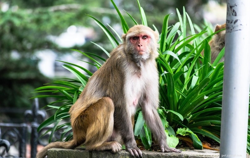 Le scimmie sono buoni animali da compagnia? (Etica, cura e cosa sapere)