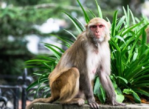 Dělají opice dobrá domácí zvířata? (Etika, péče a co vědět)