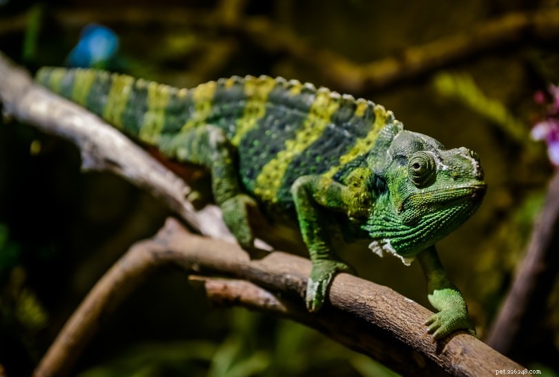 Kteří chameleoni mění barvy? (s obrázky)