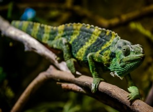 Kteří chameleoni mění barvy? (s obrázky)