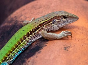 Green Ameiva