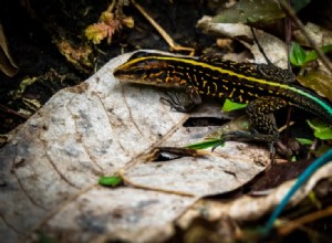 Tiger Ameiva