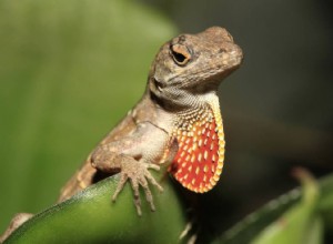 Bruine Anole