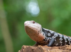 Noordelijke blauwtongskink