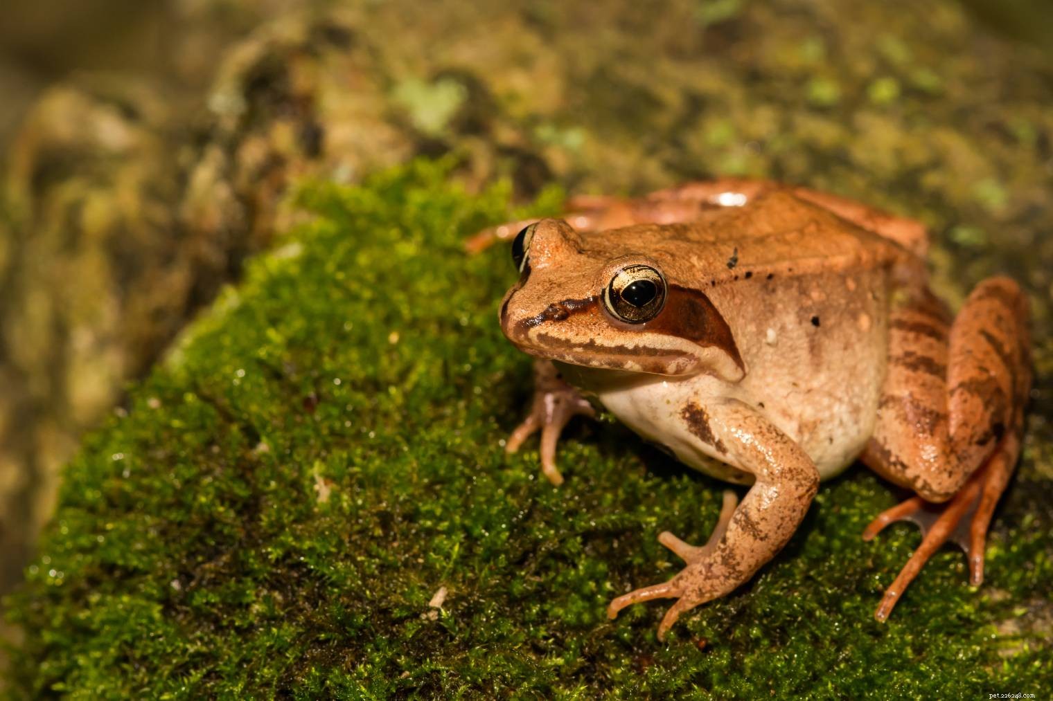 10 specie di rane trovate nel Maryland (con immagini)