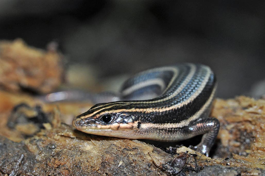 9 espécies de lagartos encontradas no Tennessee (com fotos)