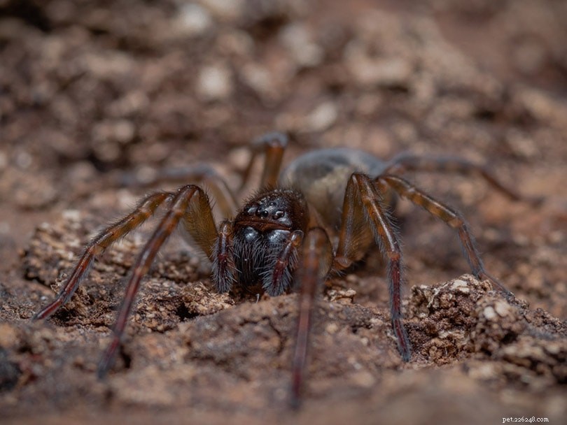 11 spindlararter hittade i Indiana (med bilder)