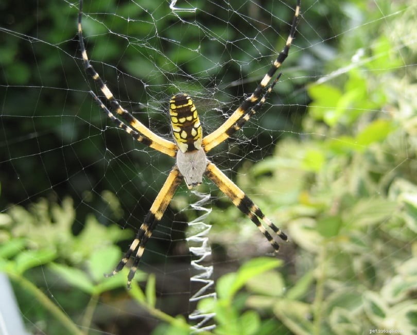 캘리포니아에서 발견된 11종의 거미(사진 포함)
