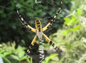 캘리포니아에서 발견된 11종의 거미(사진 포함)