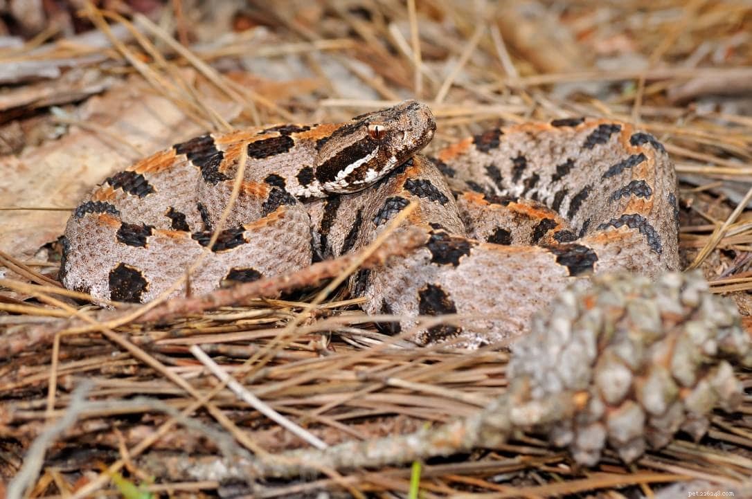 15 ormar hittade i Oregon (med bilder)