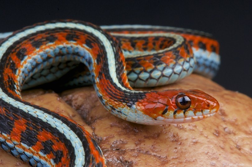 일리노이주에서 발견된 12마리의 뱀(사진 포함)