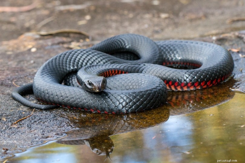 호주에서 발견된 뱀 34마리(사진 포함)