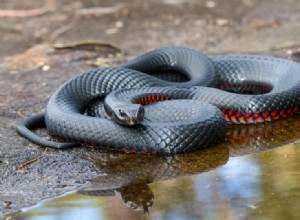 34 hadů nalezených v Austrálii (s obrázky)