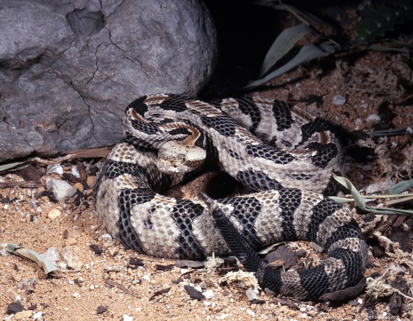 13 serpents trouvés au Tennessee (avec photos)