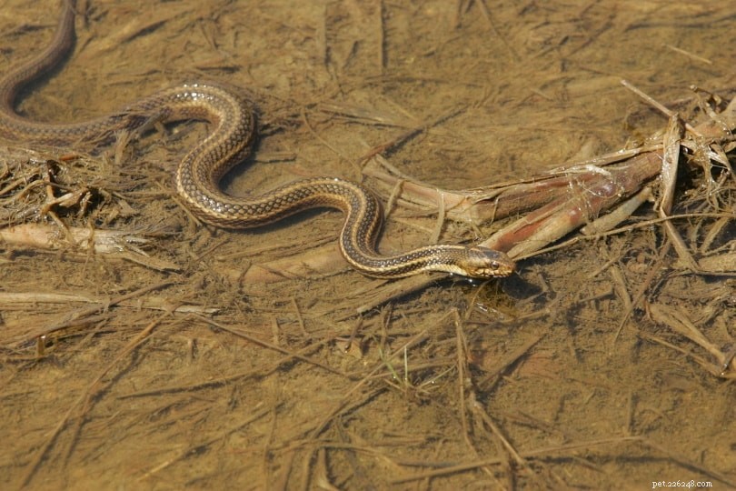미시간에서 발견된 11마리의 뱀(사진 포함)