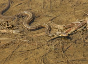 ミシガン州で見つかった11匹のヘビ（写真付き） 