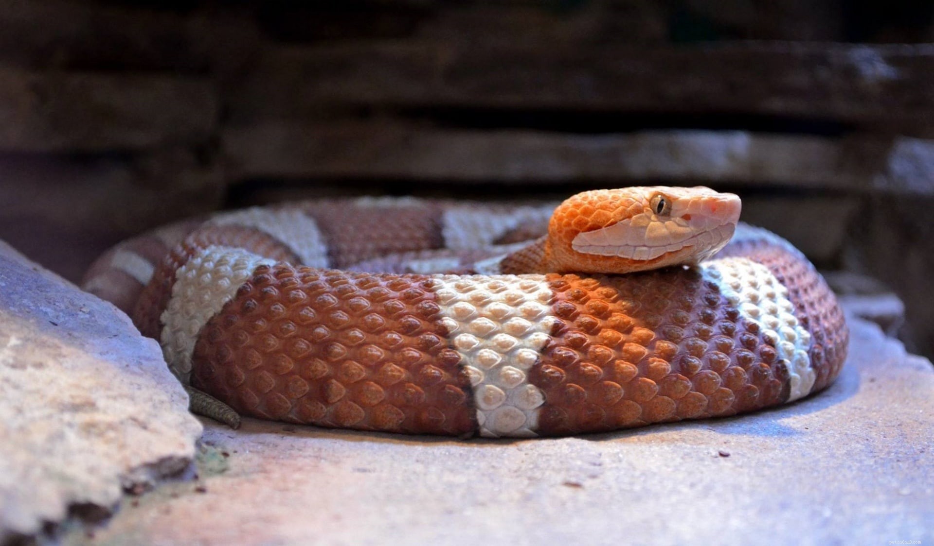 오클라호마에서 발견된 뱀 44마리(사진 포함)