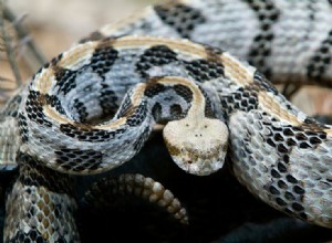 켄터키에서 발견된 뱀 7마리(사진 포함)