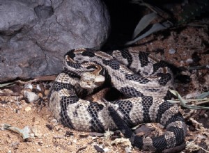 펜실베니아에서 발견된 뱀 14마리(사진 포함)