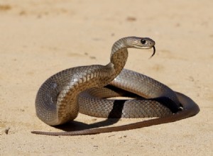 ミネソタで見つかった16匹のヘビ（写真付き） 