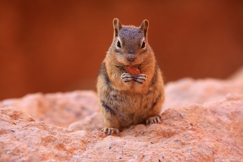 Gli scoiattoli sono buoni animali domestici?