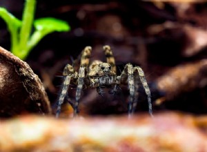 Jsou vlčí pavouci dobrými mazlíčky? Co potřebujete vědět!