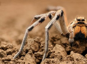 コモリグモは野生でペットとして何を食べますか？ 