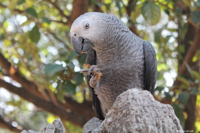 Perroquet gris d Afrique