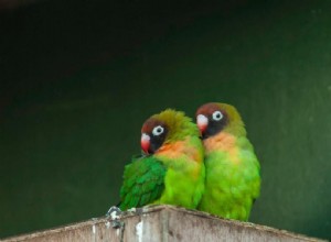 Black-Cheeked Lovebird