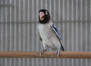 Pied Lovebird