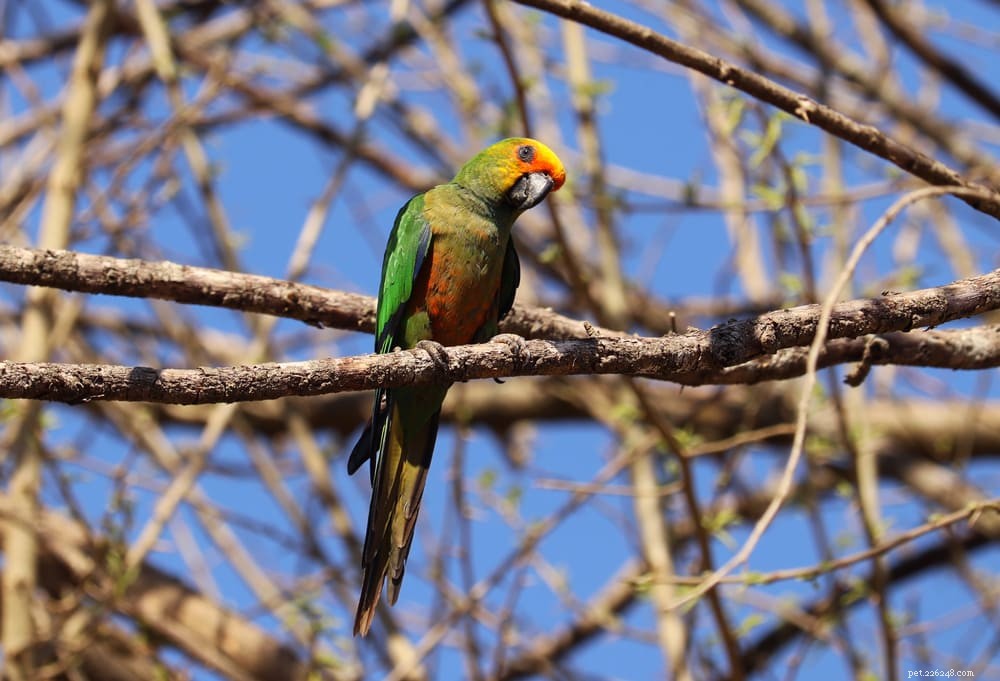 Golden-Capped Conure
