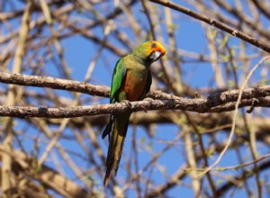 Conure se zlatou čepicí