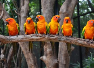 Red Factor Sun Conure