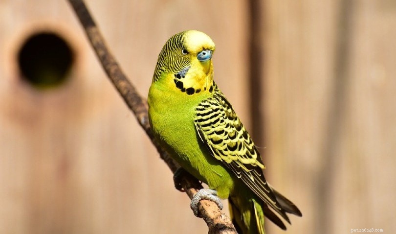 Parakeet zelený