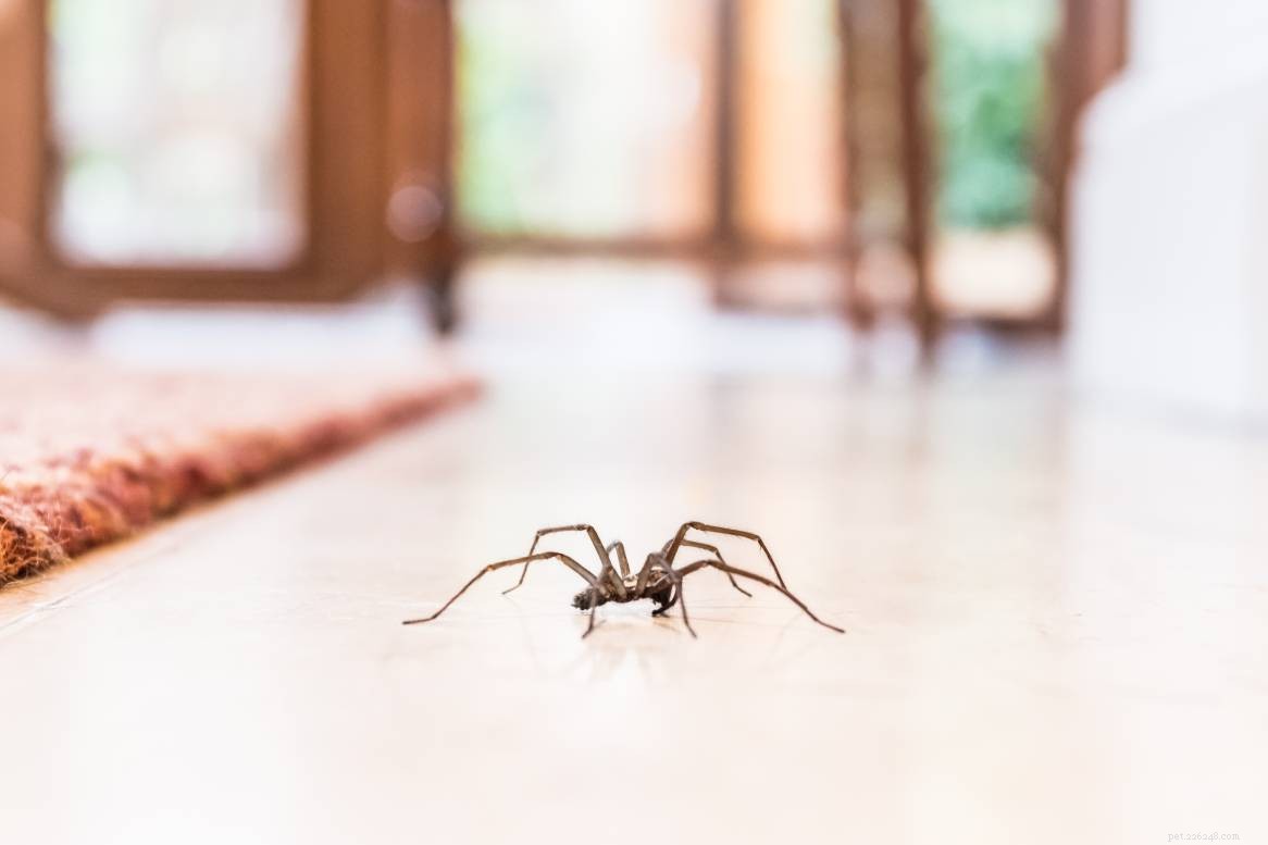 11 пауков, найденных в штате Мэн (с фотографиями)