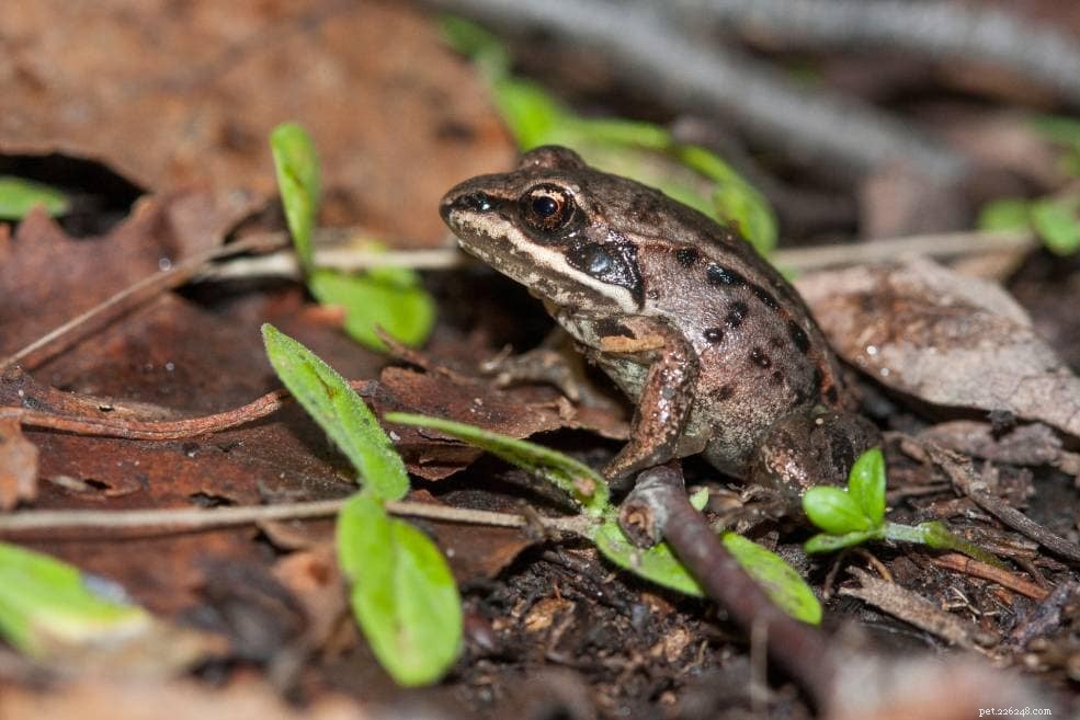 미시간에서 발견된 12종의 개구리(사진 포함)
