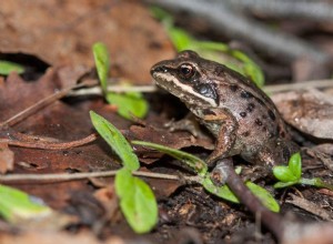미시간에서 발견된 12종의 개구리(사진 포함)