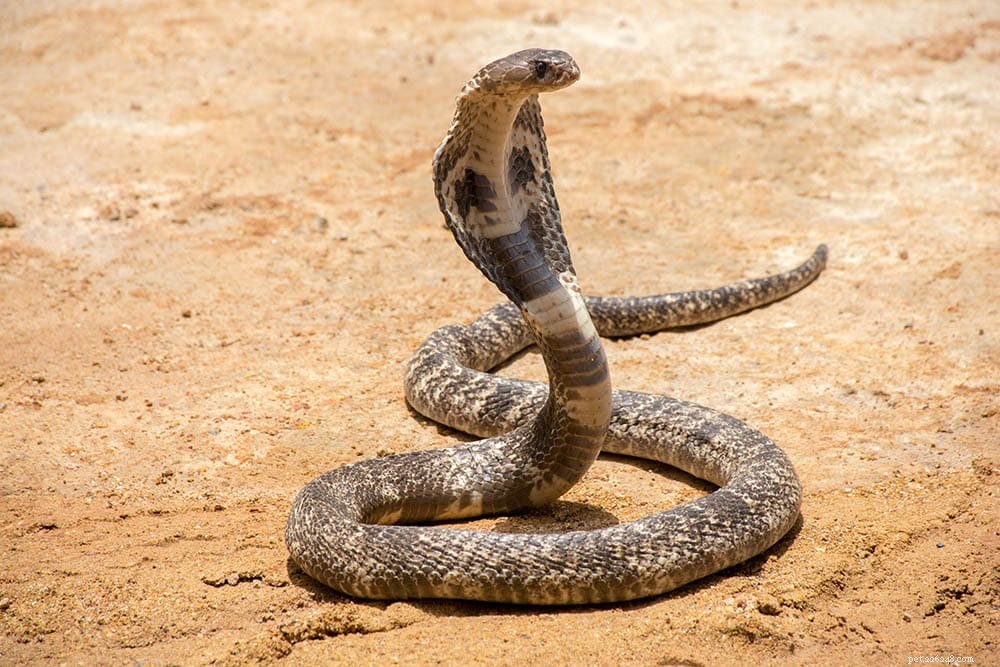 Cosa mangiano i cobra reali in natura e in cattività?