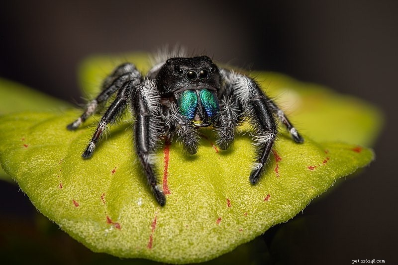 일리노이주에서 발견된 10마리의 거미(사진 포함)