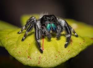 일리노이주에서 발견된 10마리의 거미(사진 포함)
