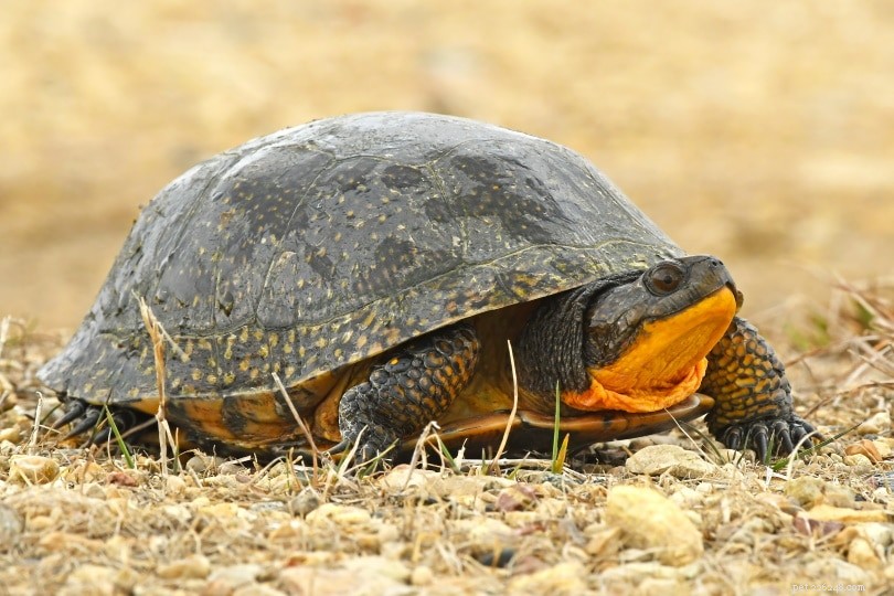 12 želv nalezeno v Ohiu (s obrázky)