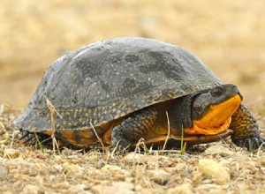 12 želv nalezeno v Ohiu (s obrázky)