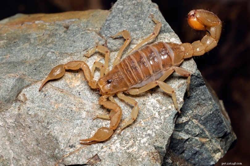 10 escorpiões encontrados na Califórnia (com fotos)