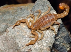 10 Scorpionů nalezeno v Kalifornii (s obrázky)